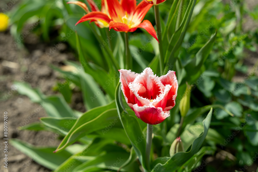 Red tulips in the spring park Red tulips in the spring park