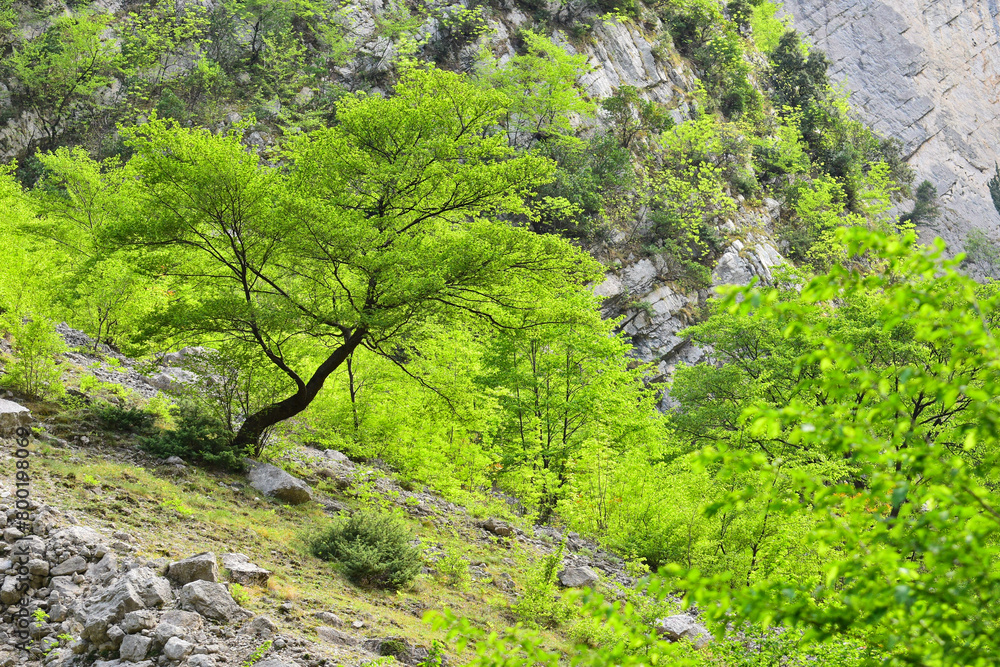 Albero particolare piegato su dirupo durante la primavera tra vegetazione e rocce in montagna