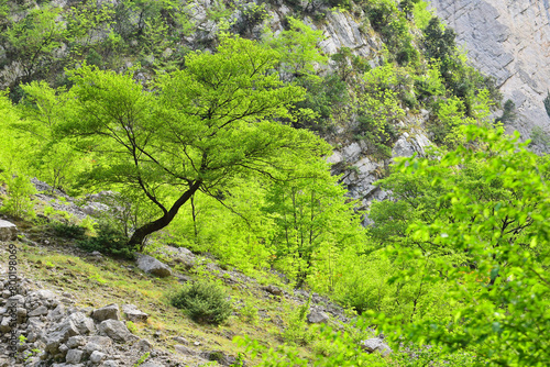 Albero particolare piegato su dirupo durante la primavera tra vegetazione e rocce in montagna photo