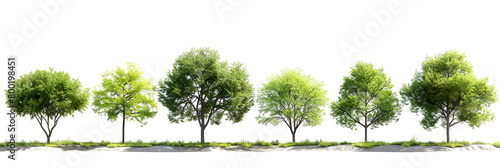 Trees Isolated on White Background, generative ai
