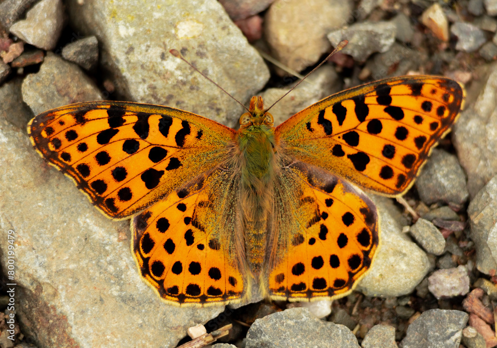 butterfly, insect, isolated, nature, orange, wing, white, black, animal, wings, moth, fly, macro, beauty, summer, yellow, beautiful, bug, spring, antenna, color, colorful, swallowtail, blue, lepidopte butterfly, insect, isolated, nature, orange, wing, white, black, animal, wings, moth, fly, macro, beauty, summer, yellow, beautiful, bug, spring, antenna, color, colorful, swallowtail, blue, lepidopte