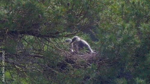 pair of fluffy grey heron chicks in tree top heronry nest, one preening photo