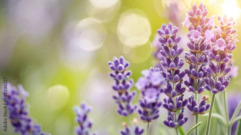 Obraz premium Picturesque french lavender field in full bloom under the enchanting sunset glow