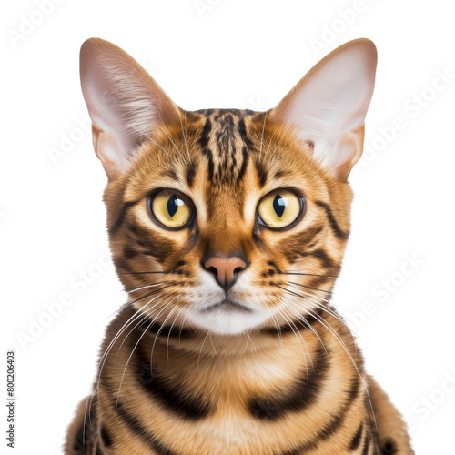 A close up photo of a bengal cat with big green eyes staring at the camera. © Foxgrafy
