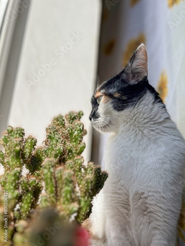 Konstfotografi A cat looking out the window next to a cactus.