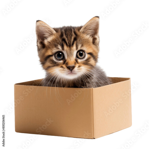 A cute kitten sitting in a cardboard box
