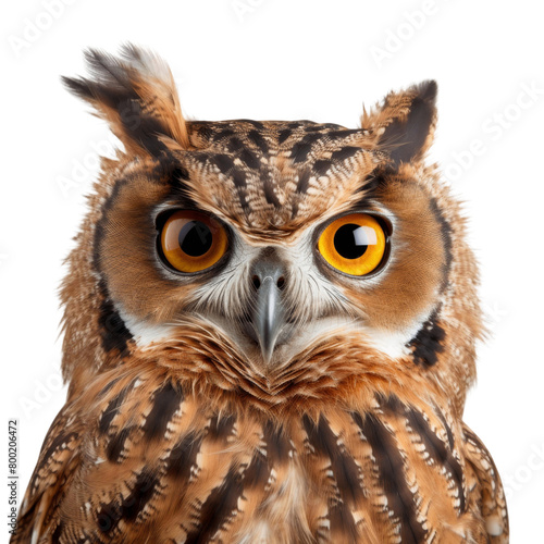 A close up of an owl with big yellow eyes
