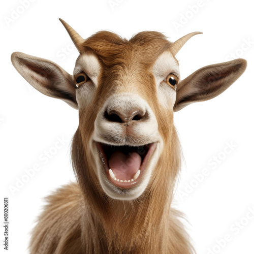 A laughing goat with brown fur and black horns. photo