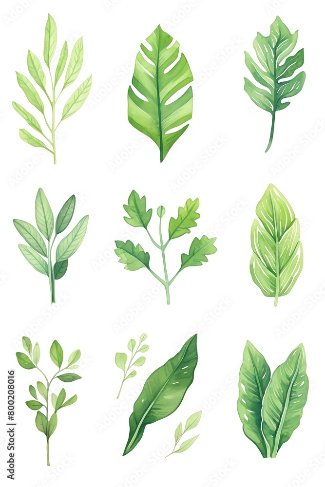 A collection of vibrant green leaves, each with distinct shapes and textures, neatly arranged and photographed against a white background, highlighting their natural details and colors. cartoon drawin A collection of vibrant green leaves, each with distinct shapes and textures, neatly arranged and photographed against a white background, highlighting their natural details and colors. cartoon drawin