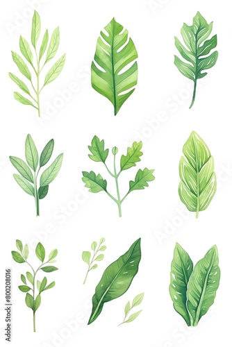A collection of vibrant green leaves, each with distinct shapes and textures, neatly arranged and photographed against a white background, highlighting their natural details and colors. cartoon drawin