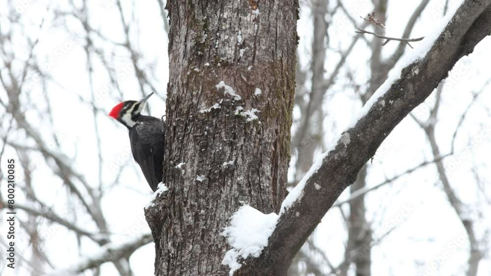 Un Grand Pic male dans la forêt	 en hiver
