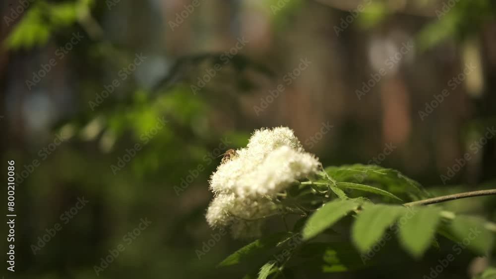 Bee Collecting Pollen in White Flower Trees during pollination time Bee Collecting Pollen in White Flower Trees during pollination time