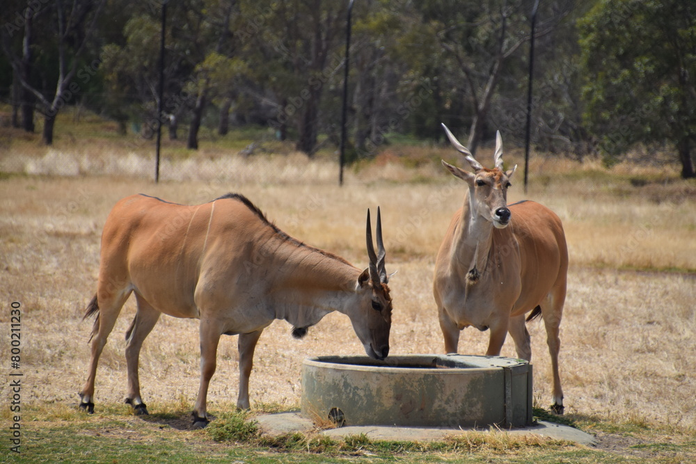Obraz premium antelope in the wild
