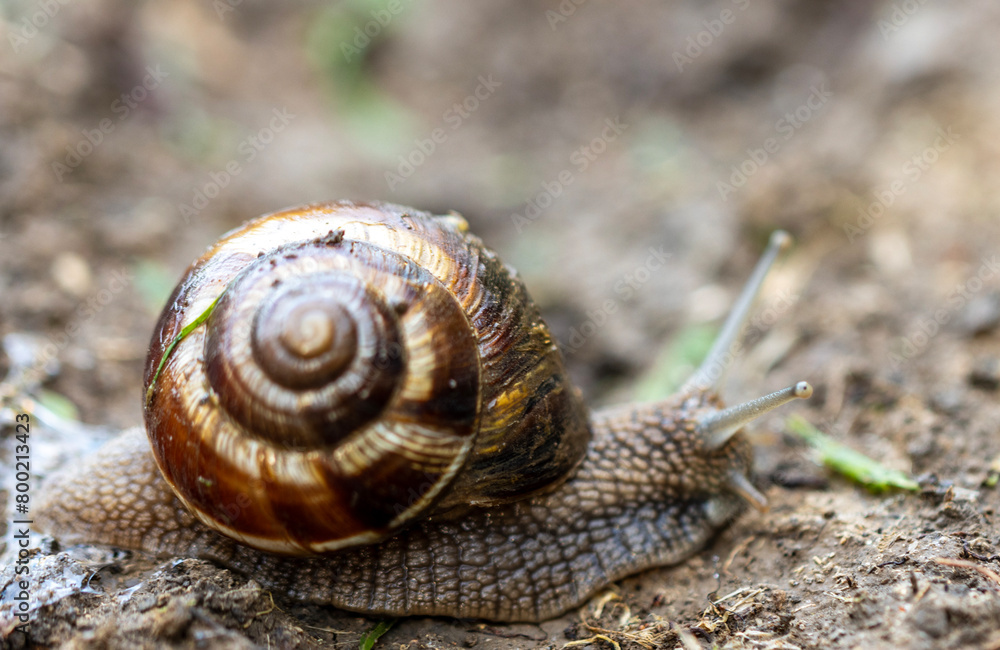 Snail on the ground with a brown shell with a visible spiral pattern. The snail’s body is partially extended from its shell, and it appears to be moving across a damp patch of soil. Snail on the ground with a brown shell with a visible spiral pattern. The snail’s body is partially extended from its shell, and it appears to be moving across a damp patch of soil.