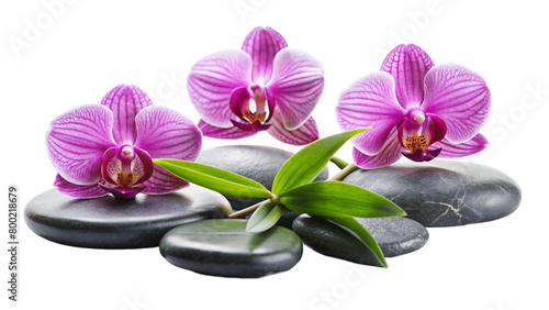 Three pink orchids and black stones close up. isolated on Transparent background.