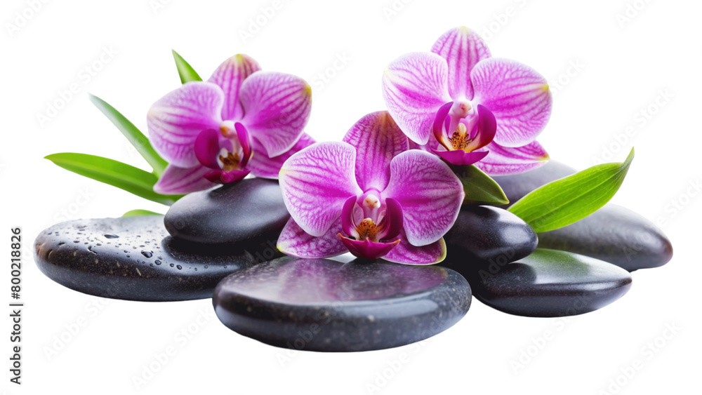 Three pink orchids and black stones close up. isolated on Transparent background. Three pink orchids and black stones close up. isolated on Transparent background.