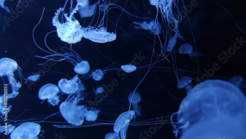 Jellyfish 4K video footage, blur abstract background, marine video clip, sea nature medusa creature