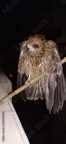 Closeup of an owl on a stick