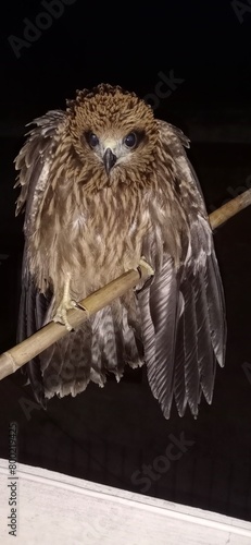 Closeup of an owl on a stick