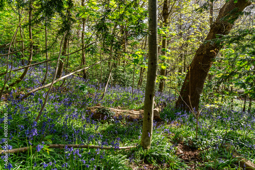 Bluebells at Bangor North Wales