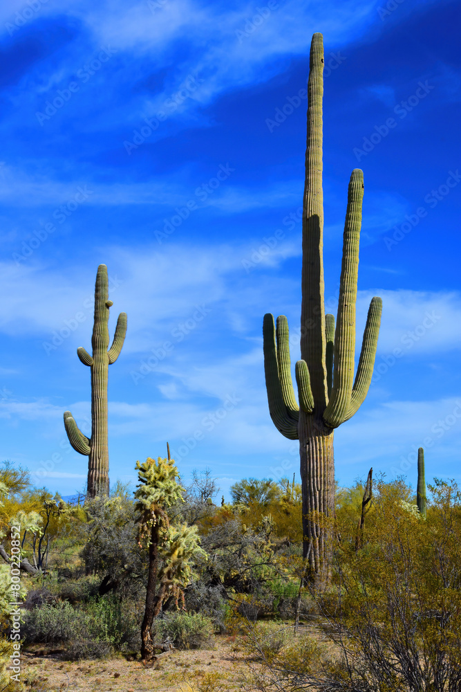 Central Sonora Desert Arizona