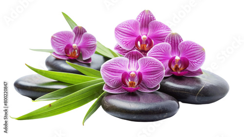 Three pink orchids and black stones close up. isolated on Transparent background.