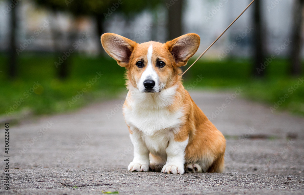 red corgi dog sitting on a path in the park red corgi dog sitting on a path in the park