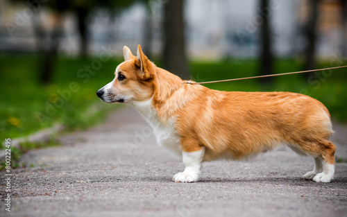 red corgi dog stands sideways on a path in the park