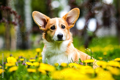 red corgi dog looks at dandelions in the park