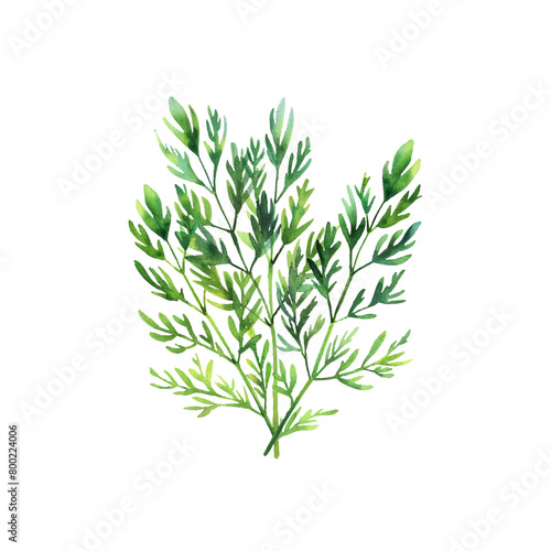 dill vector illustration in watercolor style