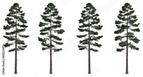 Evergreen pine coniferous tree 3D render overcast lighting on transparent background