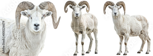 Dall sheep collection, portrait and standing, isolated on a white background