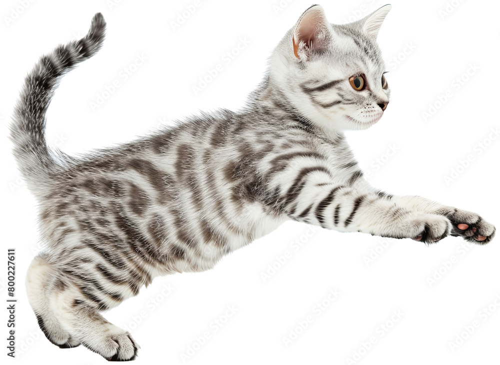 Cat jumping illustration PNG element cut out transparent isolated on white background ,PNG file ,artwork graphic design.