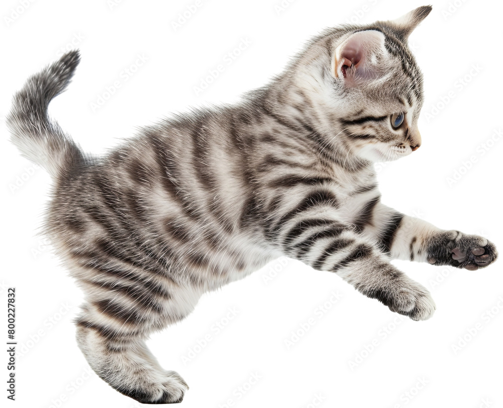 Cat jumping illustration PNG element cut out transparent isolated on white background ,PNG file ,artwork graphic design.
