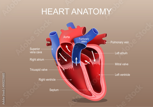 Heart anatomy