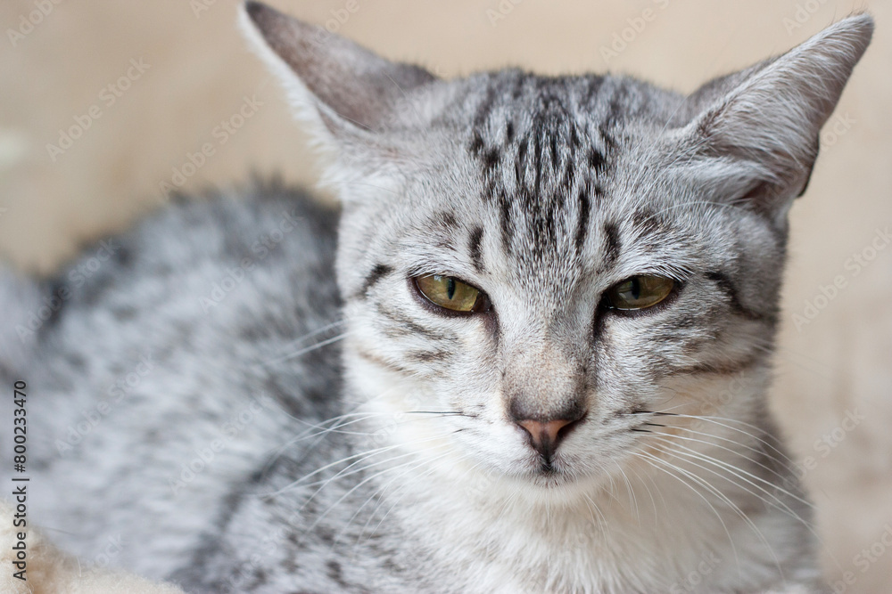 Porträt eines müden Egyptian Mau Kätzchens Porträt eines müden Egyptian Mau Kätzchens