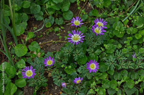 A beautiful garden flower known as blue Felicia amelloides, Lilac chamomile or blue African daisy, Sofia, Bulgaria  