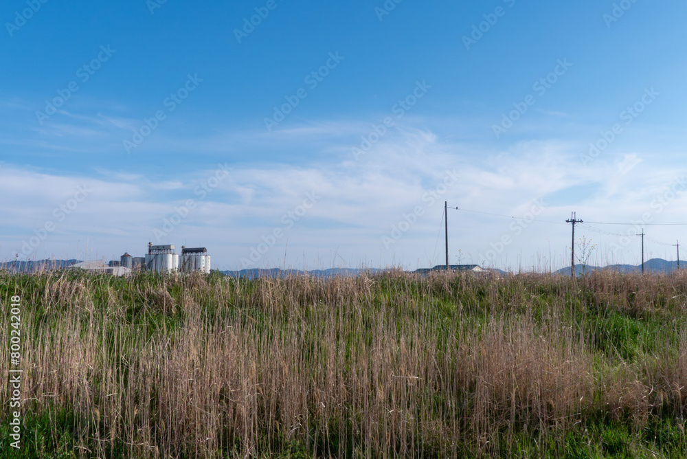 Fototapeta premium 春の川の土手の風景 滋賀県草津市