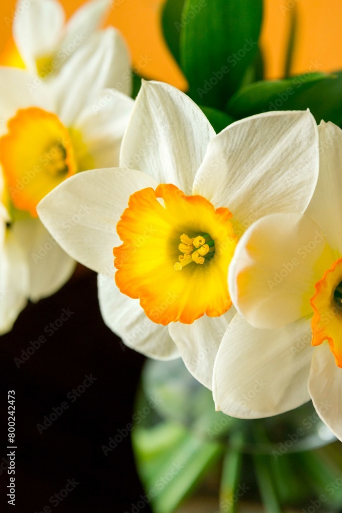 A glass vase with a bouquet of daffodils A glass vase with a bouquet of daffodils
