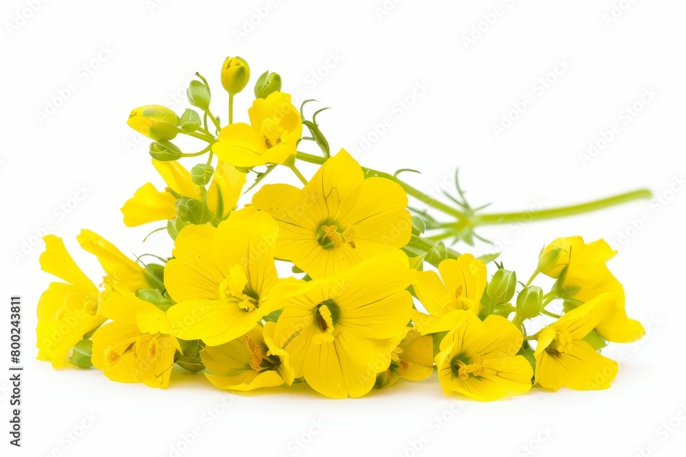 Isolated rapeseed plants in bloom Isolated rapeseed plants in bloom