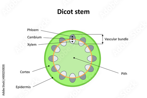 Internal structure of dicot stem. Diagram. photo