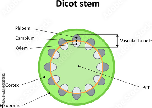 Internal structure of dicot stem. Diagram. photo