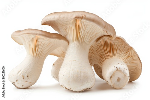 King oyster mushroom on white backdrop
