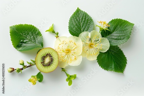 Kiwi blossoms and leaves isolated on white background photo