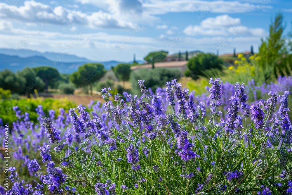 Landscape with purple rosemary flowers used in culinary gastronomy