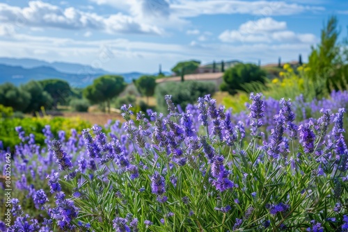 Landscape with purple rosemary flowers used in culinary gastronomy