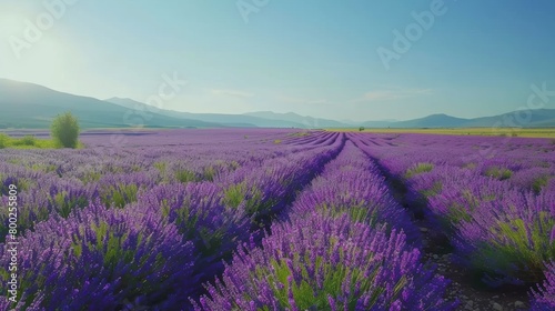 A vast expanse of purple lavender field stretching towards the horizon under a clear blue sky