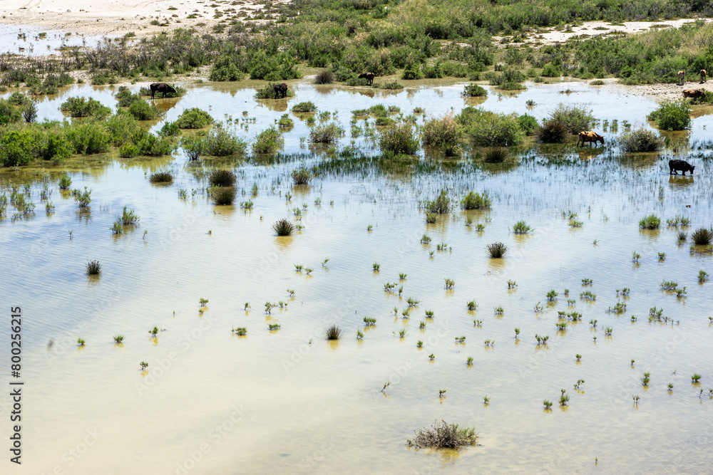 Cows Grazing on the Shores of Lake Bafa, Aydin Province, Turkey