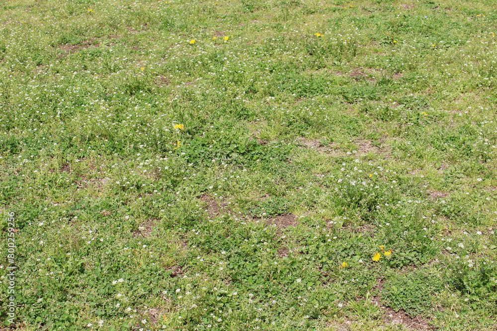 White flowers and dandelions in a grass field background White flowers and dandelions in a grass field background