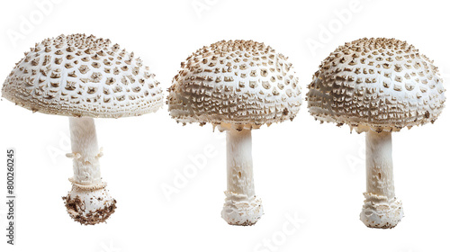 Organic White Button Mushroom: Fresh, Healthy Ingredient for Culinary Delights - Isolated Studio Shot on Transparent Background